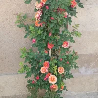 گل اشک ملکه و دیفن