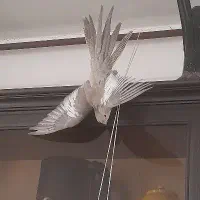 گمشده