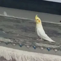 عروس هلندی جوجه