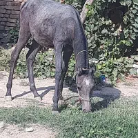 کره اسب|اسب و تجهیزات اسب‌سواری|مرودشت, تخت جمشید|دیوار