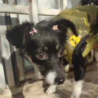 واگذاری سگ شیواوا اشپیتز