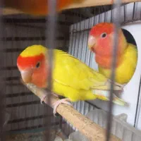 جفت برزیلی زرد، مولد