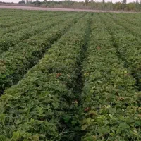 کارگر دارم واسه  تمیز کردن نهال توت فرنگی