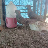 کبوتر|پرنده|نوشهر, |دیوار