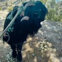 بز وبیگ|حیوانات مزرعه|شوشتر, |دیوار