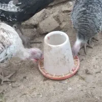 بوقلمون نر وماده|حیوانات مزرعه|معصومیه, |دیوار