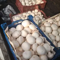 فروش قارچ کلی و جزئ|خوردنی و آشامیدنی|اسالم, |دیوار