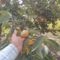 میوه خرمالو  سر درختی|خوردنی و آشامیدنی|گالیکش, |دیوار