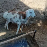 گوسفند فروشی نر|حیوانات مزرعه|درمیان, |دیوار