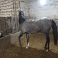 اسب ماده|اسب و تجهیزات اسب‌سواری|ارومیه, |دیوار