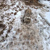 سگ محلی|سگ|آبکوه, |دیوار