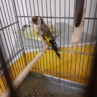 سیره|پرنده|خرم‌آباد, |دیوار