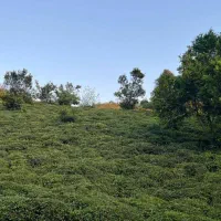 فروش-باغ-چای-به-قیمت-مناسب