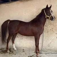 مادیون عرب مصری