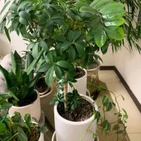 گل و گلدون|گل و گیاه طبیعی|تهران, سازمان برنامه شمالی|دیوار