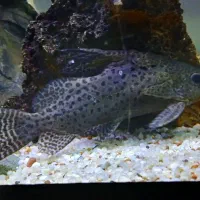 تعدادی ماهی گوشتخوار