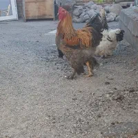 نطفه برهما