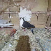 کبوتر جفتگاه|پرنده|سبزوار, امیر کبیر|دیوار