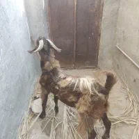 پازن تکاوری لنگه دوقلو هم واسه داشت هم قصابی