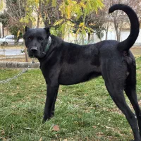 سگ سرابی|سگ|کرمانشاه, |دیوار