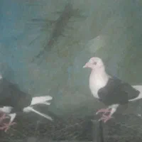 کبوتر