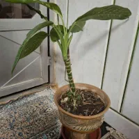 فروش چند عدد گیاه خانگی|گل و گیاه طبیعی|لنجان, |دیوار