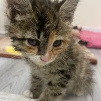 بچه گربه خیابانی