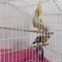 عروس هلندی