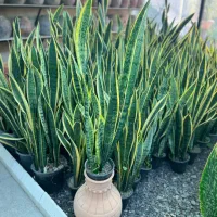 گل سانسوریا طلایی در رشت