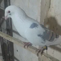 کبوتر پلاکی ورنگی|پرنده|پاکدشت, شهرک انقلاب|دیوار