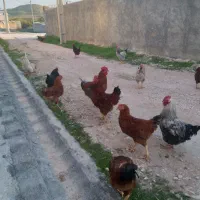 خروس محلی|حیوانات مزرعه|سرپل ذهاب, |دیوار