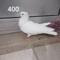 کبوتر سرور