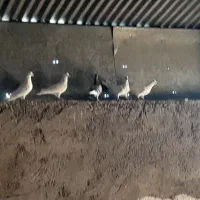 سلام. کفتر.فروشی|پرنده|سده (خراسان جنوبی), |دیوار