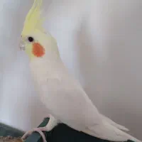 عروس هلندی|پرنده|اهر, |دیوار