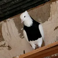 طوقی|پرنده|مسجد سلیمان, |دیوار