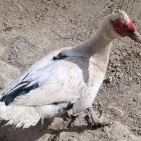 پیش قلعه|حیوانات مزرعه|مانه, |دیوار