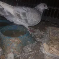 فروش کبوتر