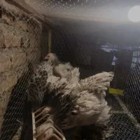 جوجه برهما لایت اصیل