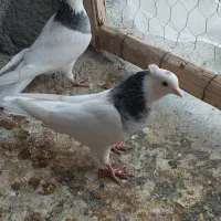 طوقی  سینه سیاه