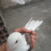 کبوتر گم شده|حیوانات|کردکوی, |دیوار