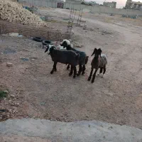 فروش ۳ راس بره نر بلحاجی|حیوانات مزرعه|شیراز, محراب|دیوار