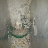 چند جفت سار همه رو تخم و جوجه هستن