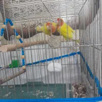 طوطی برزیلی سرحال|پرنده|گرگان, |دیوار
