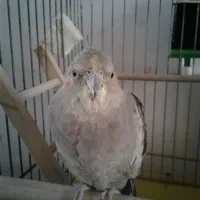 عروس هلندی 1000000|پرنده|پاکدشت, پاکدشت (مامازند)|دیوار