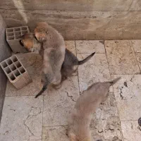 واگذاری رایگان سگ|سگ|اندیشه, اندیشه فاز ۵|دیوار