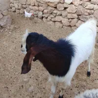 بز یکساله ودوماهه