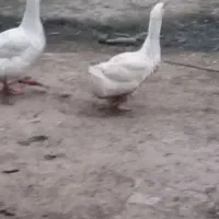 5 عدد قوقاز اوکراینی یک نر و چهار ماده درحال تخم