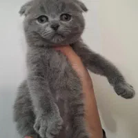 گربه اسکاتیش فولد