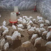 بوقلمون بیوتی