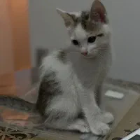 واگذاری کاملا رایگان بچه گربه